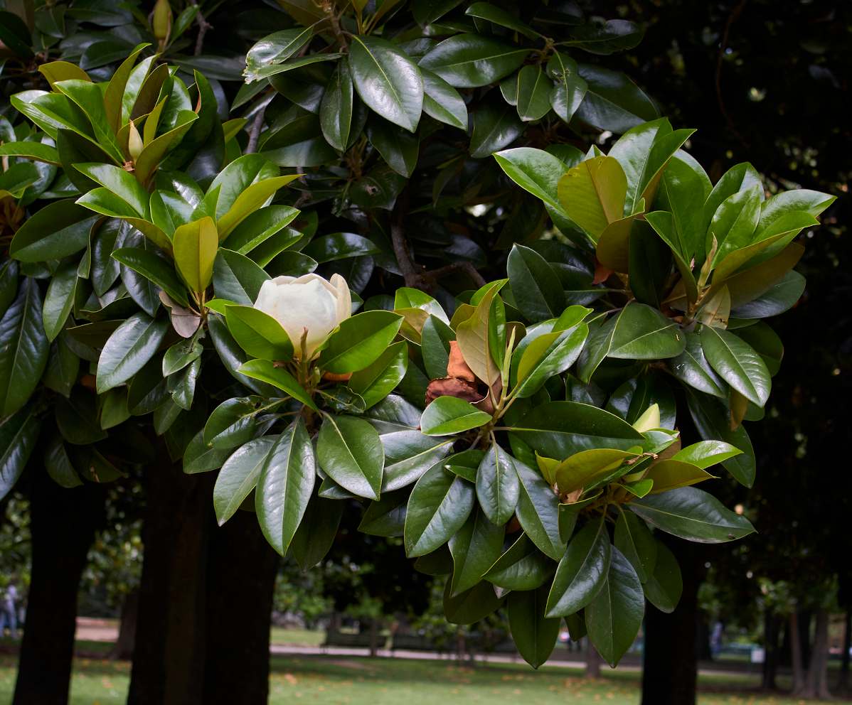 Magnolia Grandiflora persistant : plantation, taille, entretien