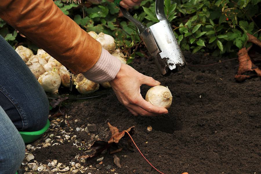 Jacinthe : plantation, floraison et conseils d'entretien