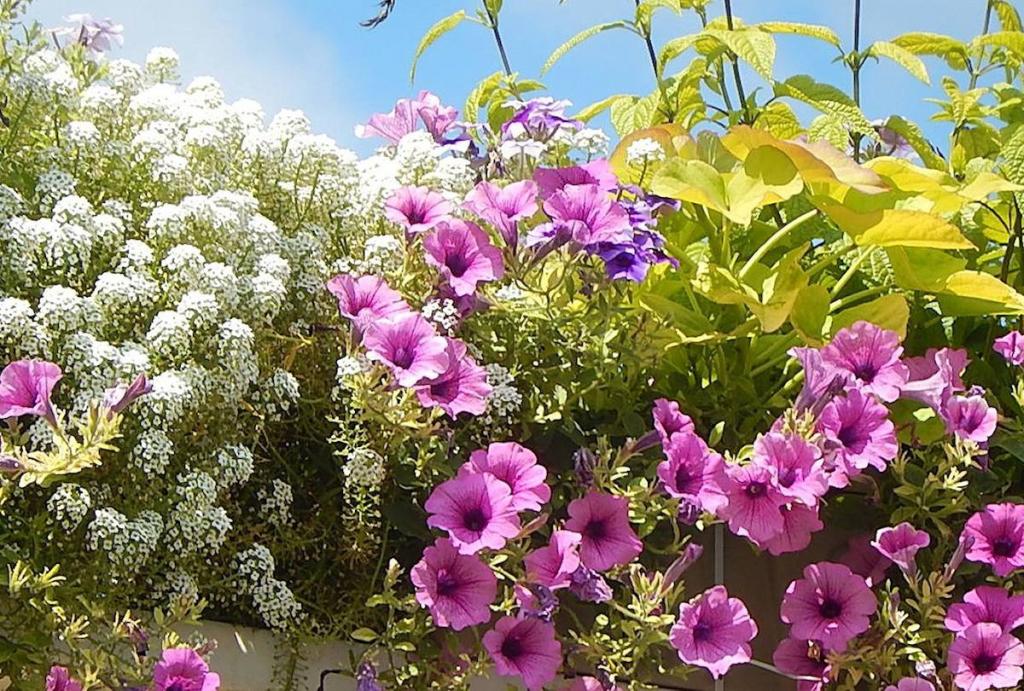 plante fleur balcon plein soleil sud