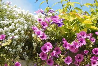 plante fleur balcon plein soleil sud