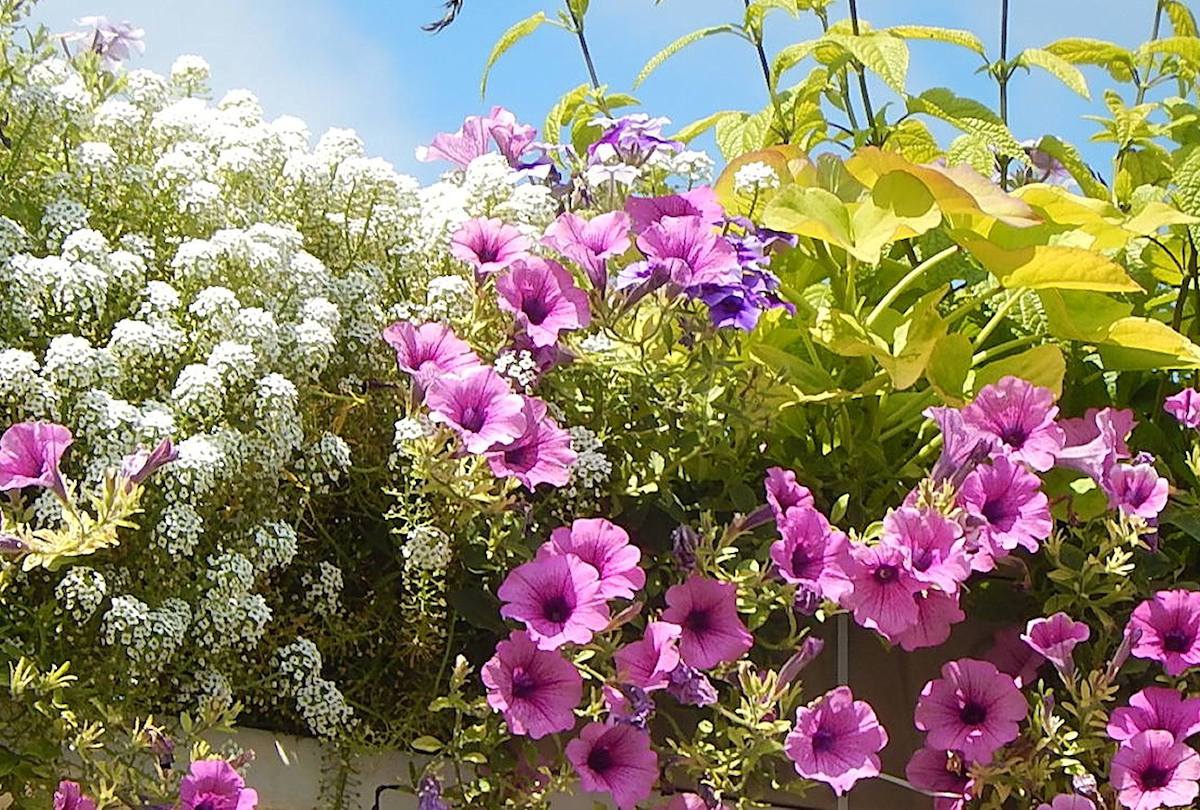 Il balle Mettre en place plante d extérieur en pot plein soleil serré ...