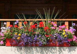 plante fleur jardiniere balcon soleil sud