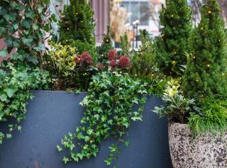 plantes pour balcon terrasse nord