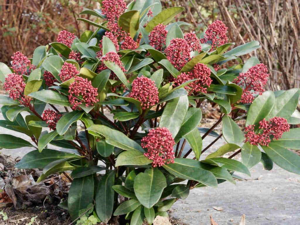 skimmia