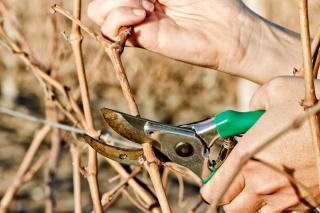 taille vigne