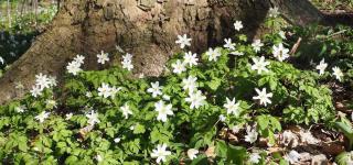 Anemone des bois