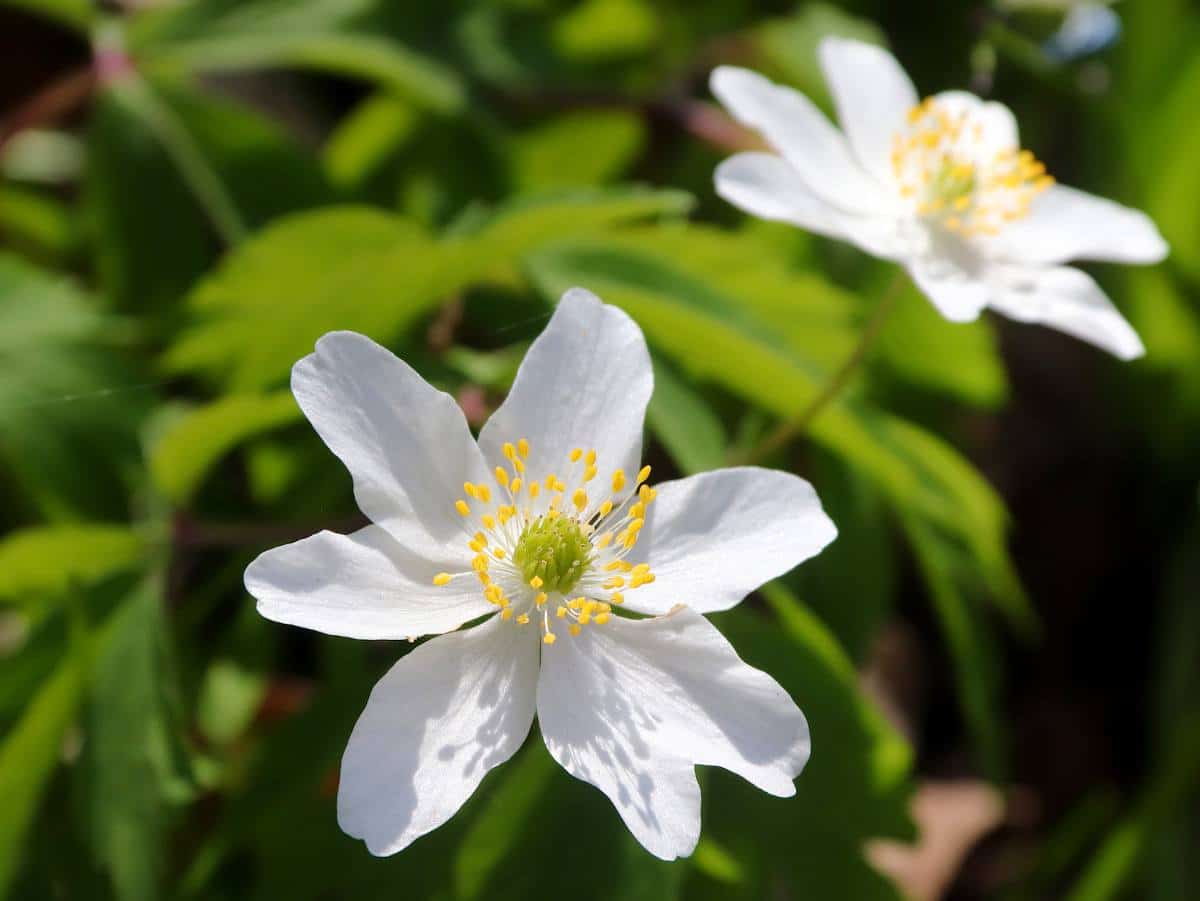 Anemone des bois - Anemone Sylvie