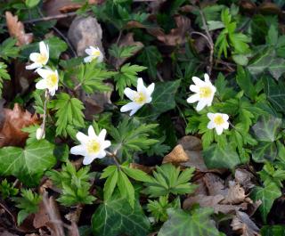 Anemone des bois Sylvie - Anemone nemorosa - Plantation