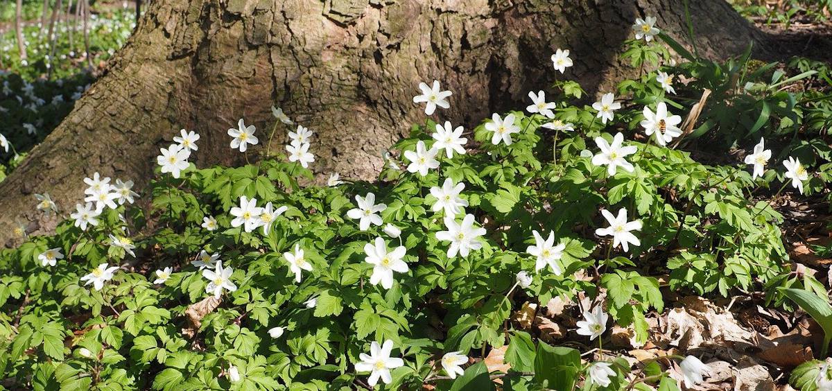 Anémone des bois, anémone Sylvie : Plantation et Entretien