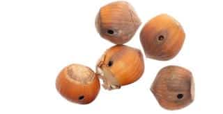 Balanin des noisettes degats