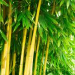 Bambou - Créer une haie d’arbustes persistants