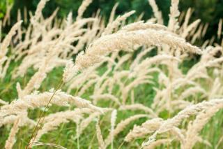 Calamagrostis brachytricha