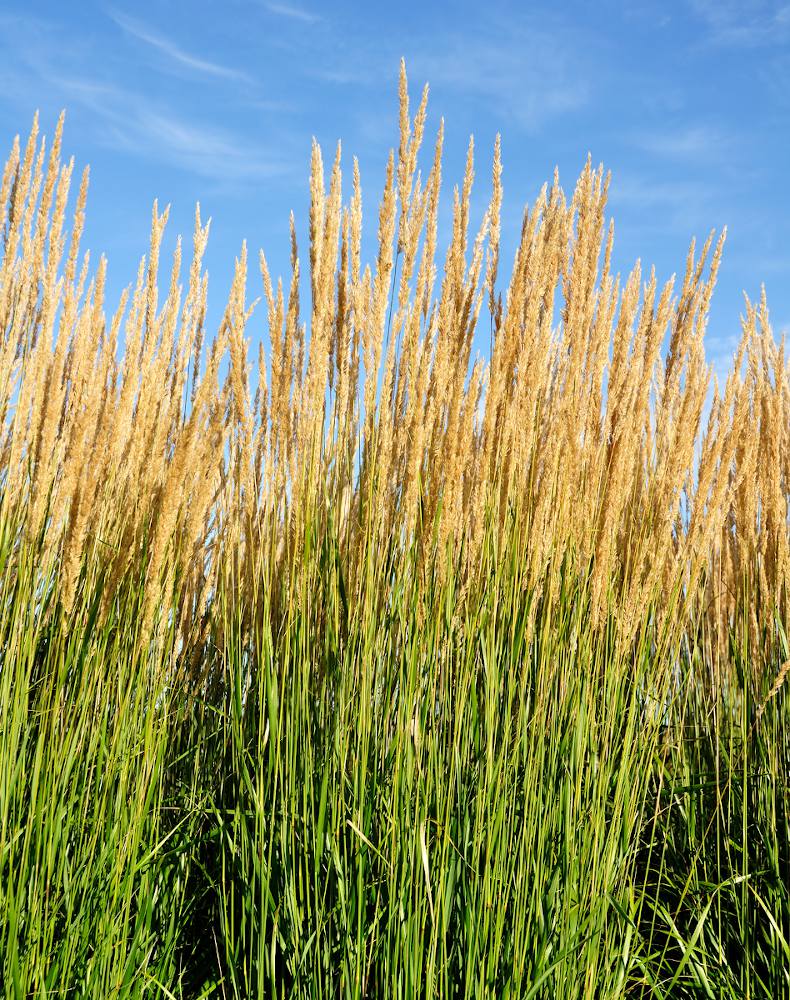 Calamagrostis