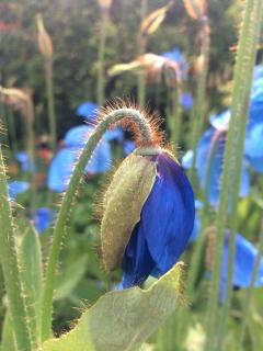 Culture - Pavot bleu de l'himalaya - Meconopsis betonicifolia