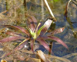 Culture aloes d'eau - Stratiotes aloides