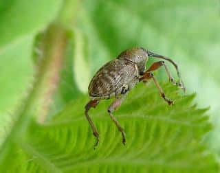 Curculio nucum - balanin noisette - insecte