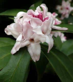 Daphne odora Aureomarginata