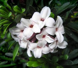 Daphne odora - Bois gentil - arbuste parfumé hiver