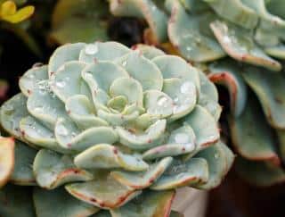 Echeveria elegans