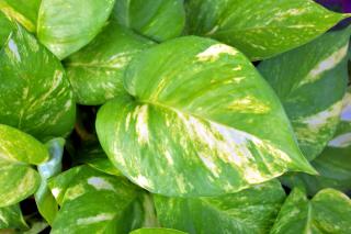 Epipremnum aureum feuilles jaunes