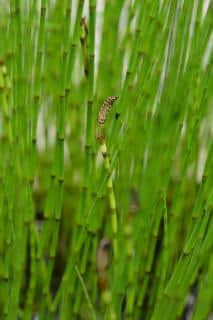 Equisetum fluviatile - prele d'eau