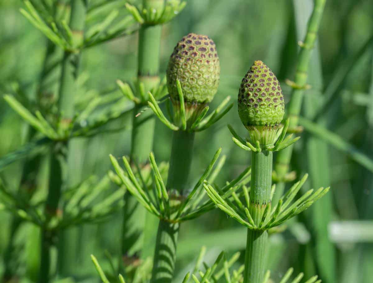 Equisetum fluviatile