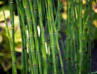 Equisetum hyemale