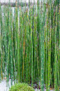 Equisetum hyemale plante culture