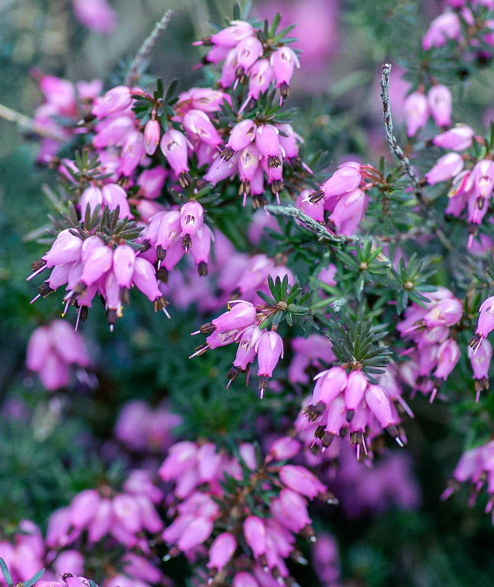 Erica carnea - bruyere neige hiver