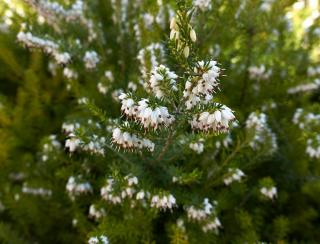 Erica carnea culture