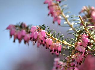 Erica carnea en pot jardiniere