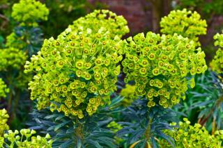 Euphorbia amygdaloides