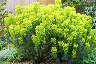 Euphorbia characias