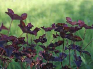 Euphorbia dulcis Chameleon