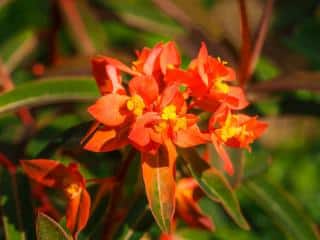 Euphorbia griffithii