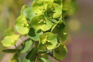 Euphorbia myrsinites