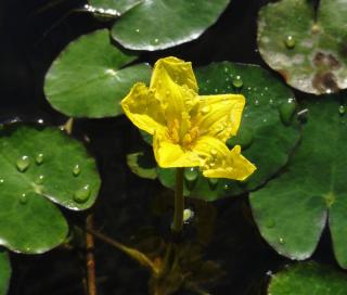 Faux nenuphar jaune -Nymphoides peltata