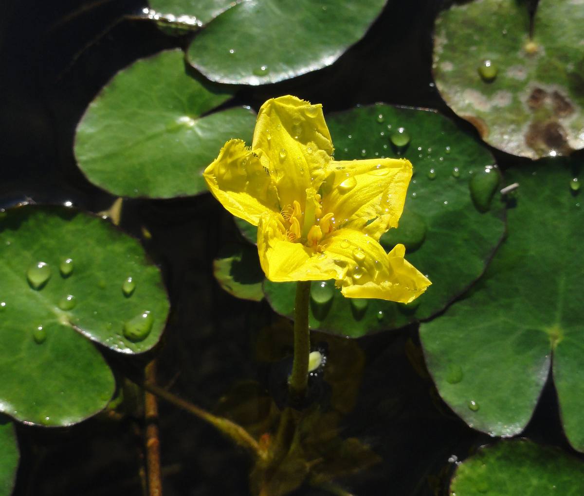 nenuphar jaune  plante bassin nymphea pond 30/80cm 