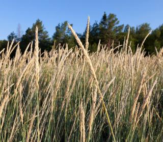 Fetuque elevee - Festuca arundinacea