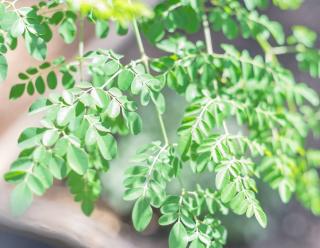 Feuilles de moringa