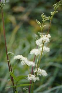 Filipendula ulmaria - Reine des Près - Culture entretien