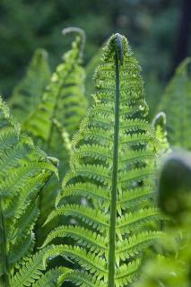 Fougere allemagne autruche - Matteuccia struthiopteris