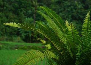 Fougere plume autruche - Matteuccia struthiopteris