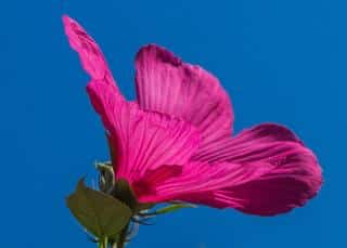 Hibiscus des marais