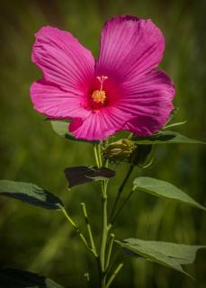 Hibiscus des marais - Moscheutos