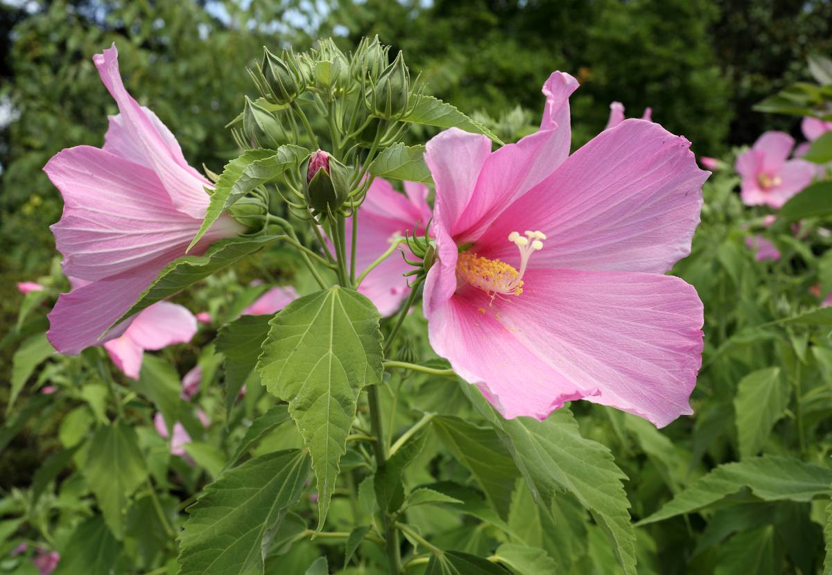 Hibiscus moscheutos - Hibiscus des marais