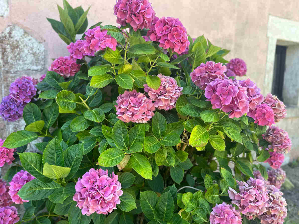 Hortensia : plantation et entretien pour une belle floraison