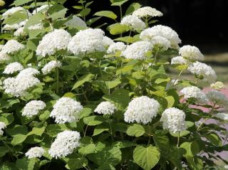 Hydrangea arborescens