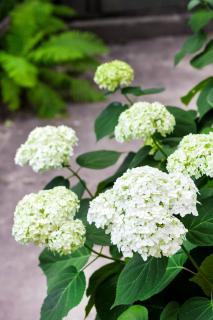 Hydrangea arborescens en pot