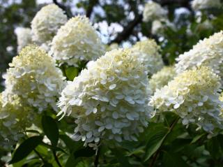 Hydrangea paniculata